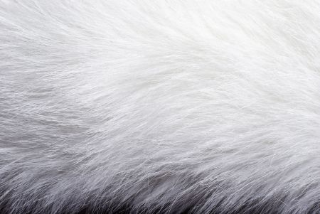 Look at this fur - alluring to touch, right?